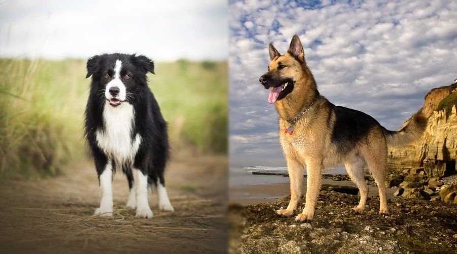 Two Healthy Dogs Sitting on Beach