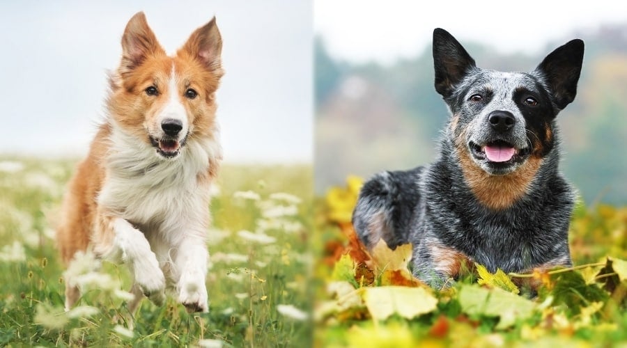 Two Healthy Working Breeds in a Field