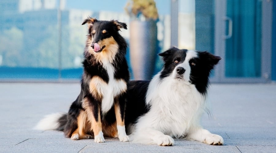 Two Herding Dogs Outside