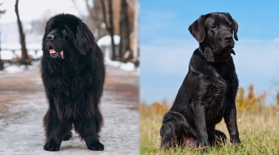 Two Hungry Black Dogs