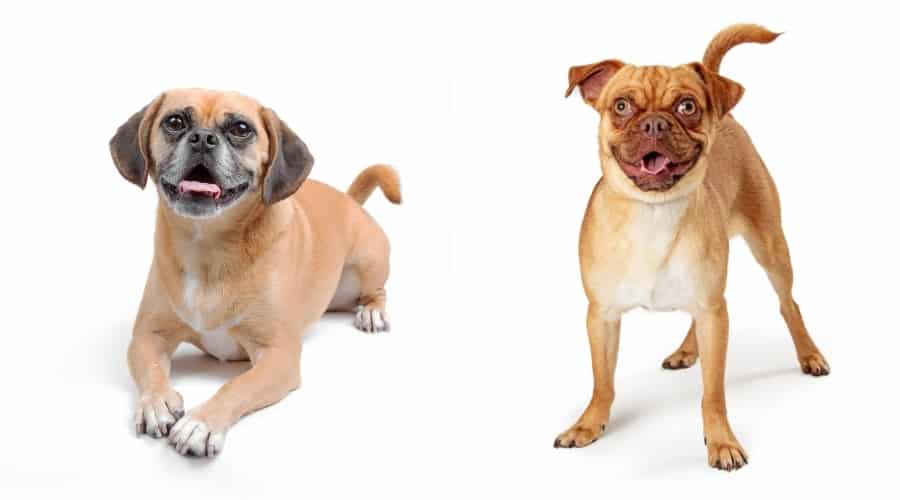 Two Hungry Dogs Begging for Food