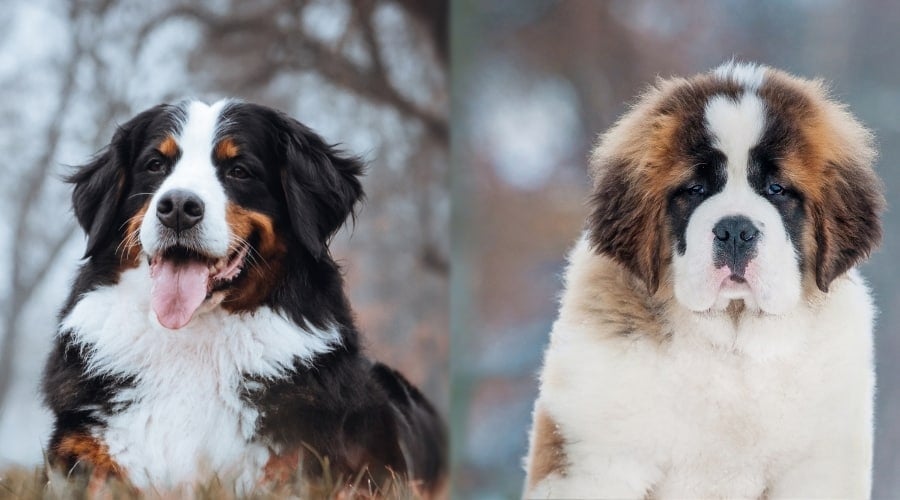 Two Hungry Giant Breed Dogs
