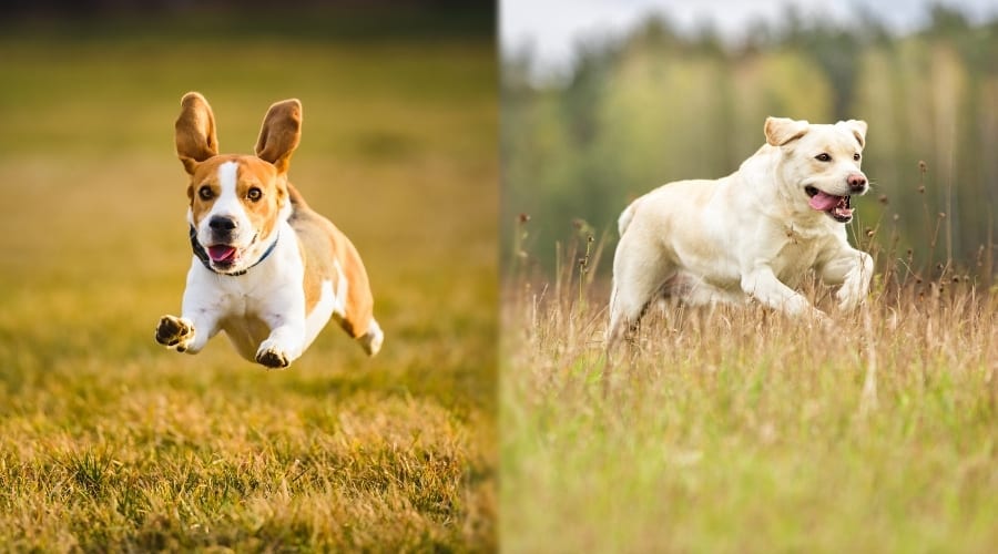 Two Hunting Dogs Running Through Field