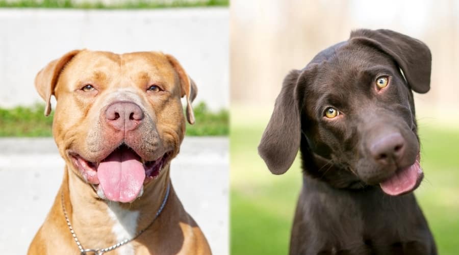 Two Inquisitive Looking Dogs