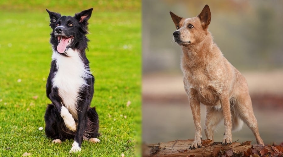 Two Intelligent Dogs Sitting Outdoors