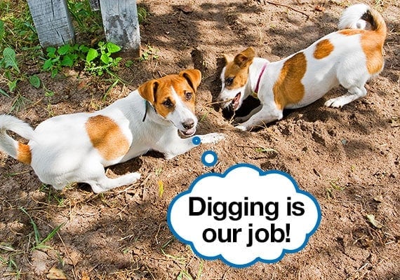 Two Jack Russel Terriers digging holes in the yard with speech bubble