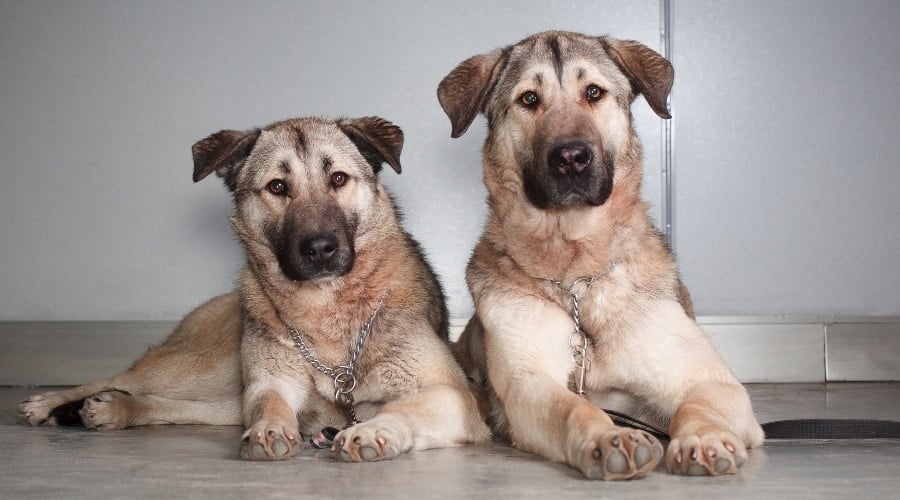 Two Dogs Sitting and Looking at Camera