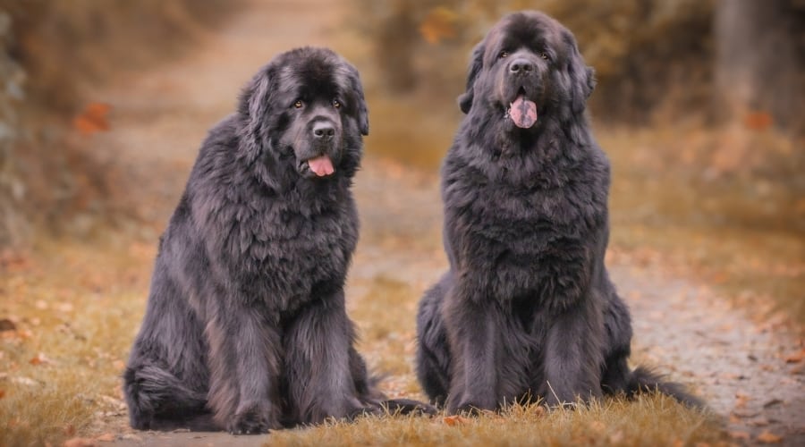 Two Large Black Dogs Sitting on a Road