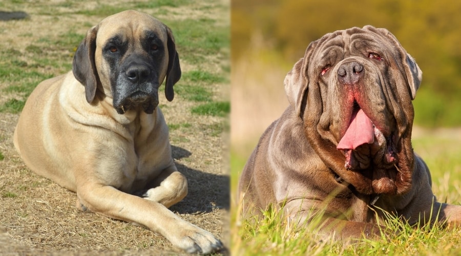 Two Giant Dogs Outdoors
