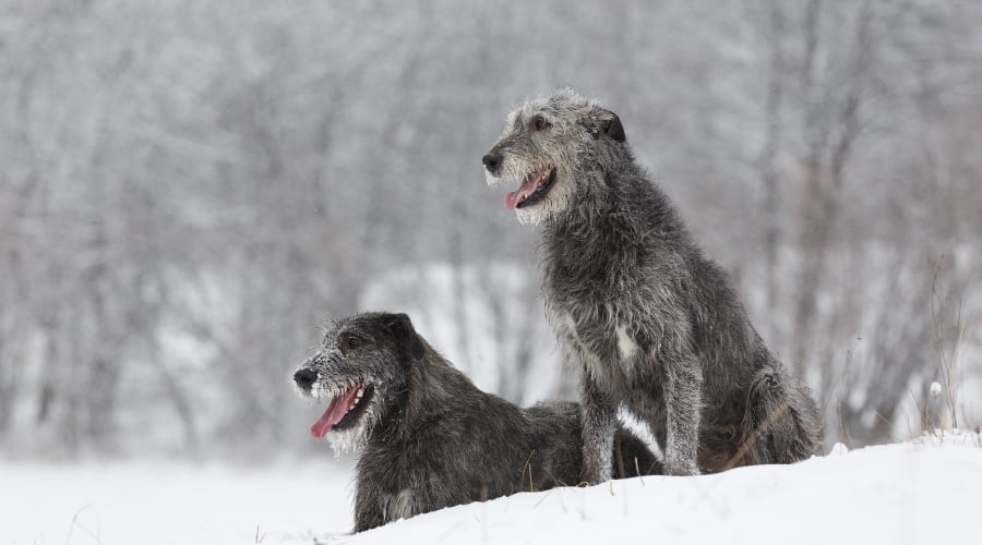 Two Large Gray Dogs in the Snow