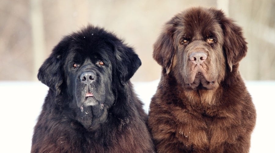 Two Large Newfies