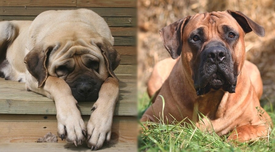 Two Dogs Laying Down in Grass
