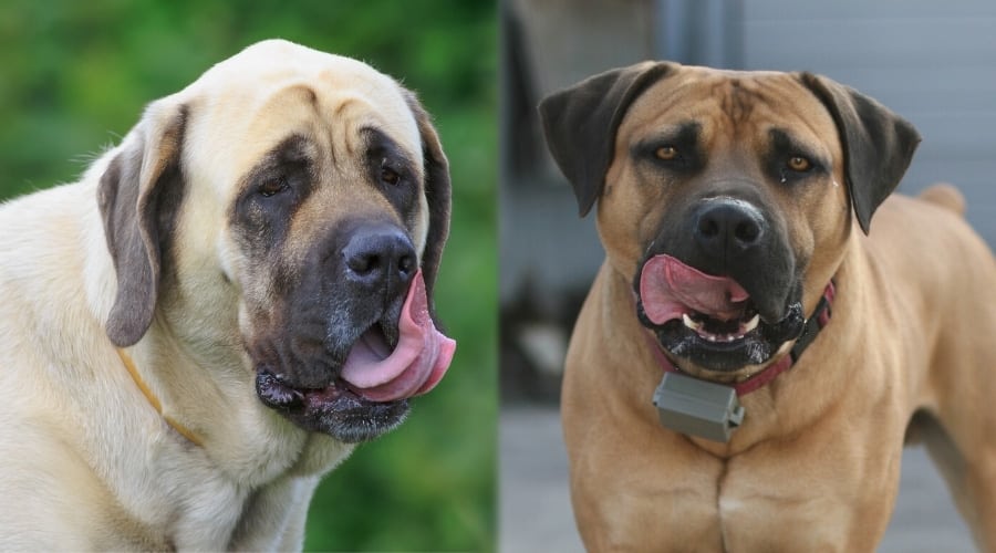 Two Dogs Licking Lips