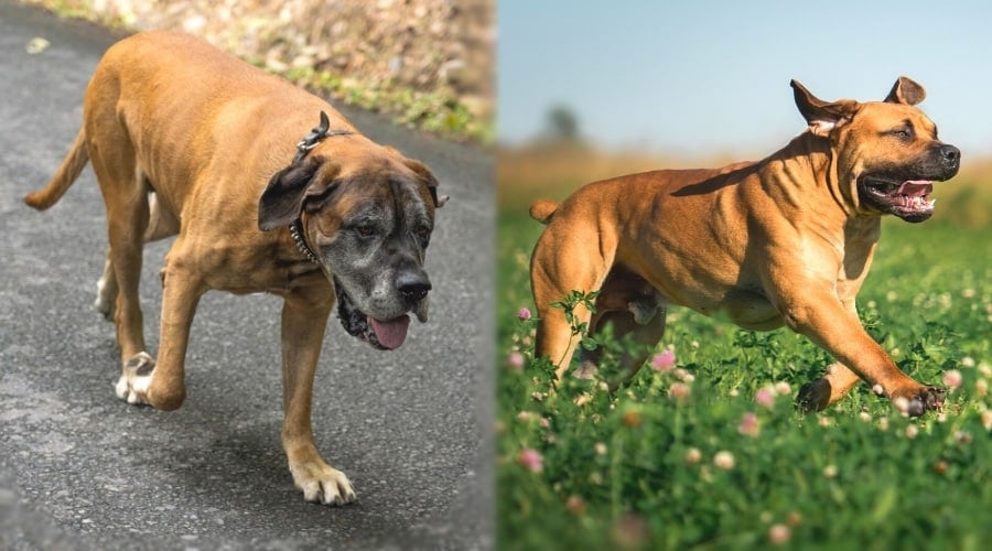 Two Giant Breed Dogs Running