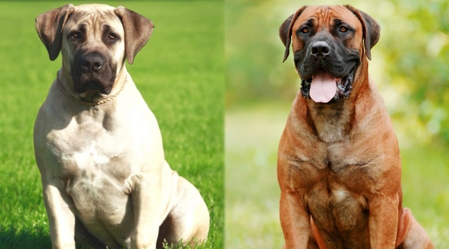Two Giant Breed Dogs Sitting Outdoors