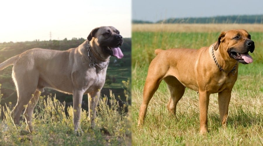 Two Large Tan Dogs Standing in a Field