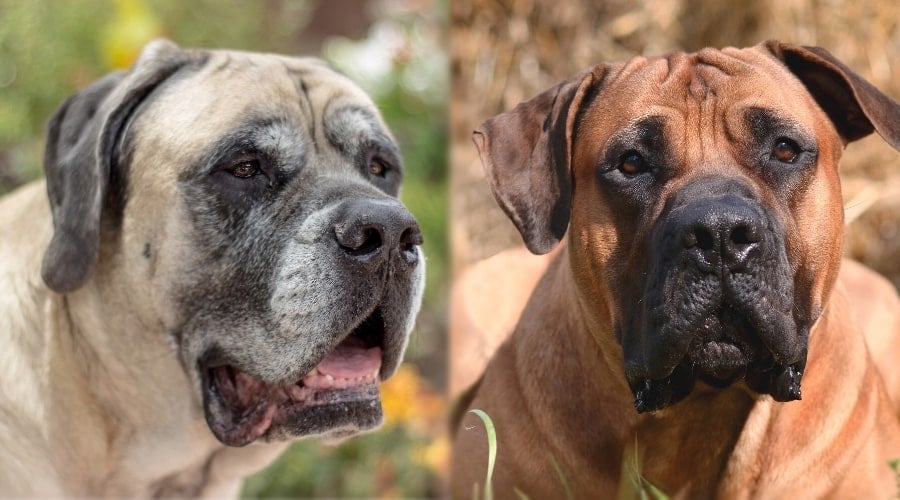 Two Older Giant Dogs Close Up