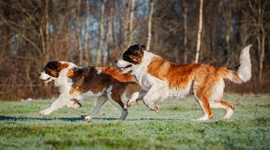 Two Large White and Brown Dogs Running