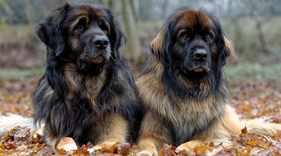Two Leonberger Dogs