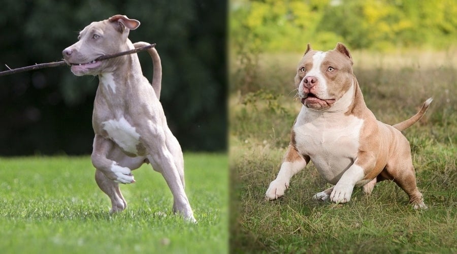 Two Light Brown Dogs Playing in a Field