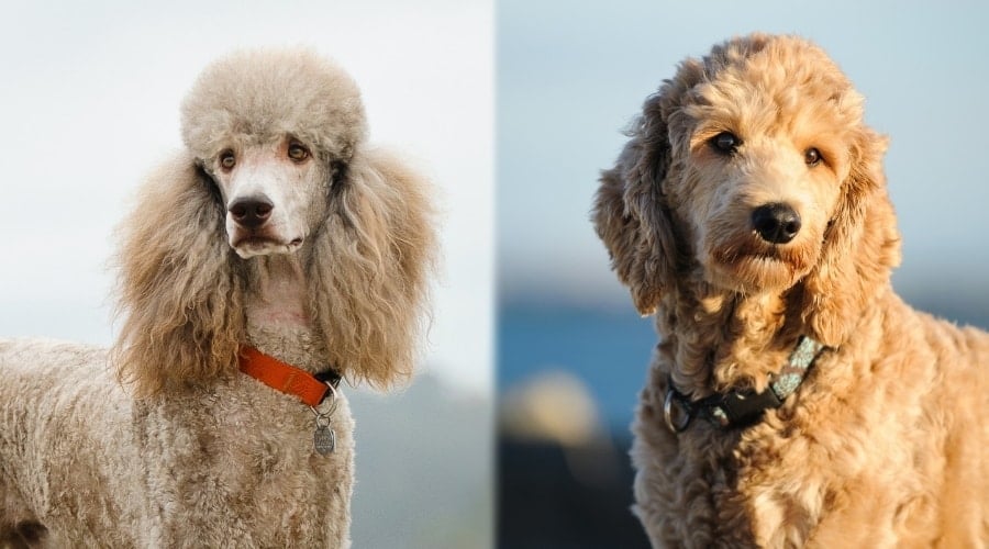 Two Light Colored Dogs Outdoors Together