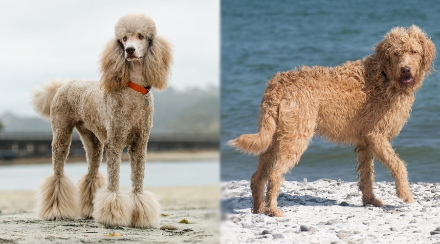 Two Light Colored Dogs Walking on Beaches