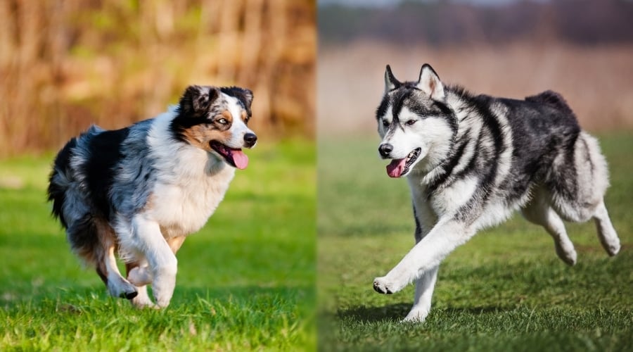 Two Long Coated Dogs Exercising