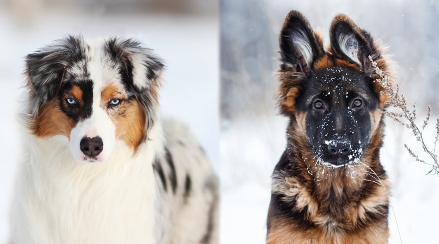 Two Long Coated Dogs Playing in Snow