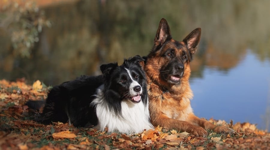 Two Long Haired Dogs During Training Session