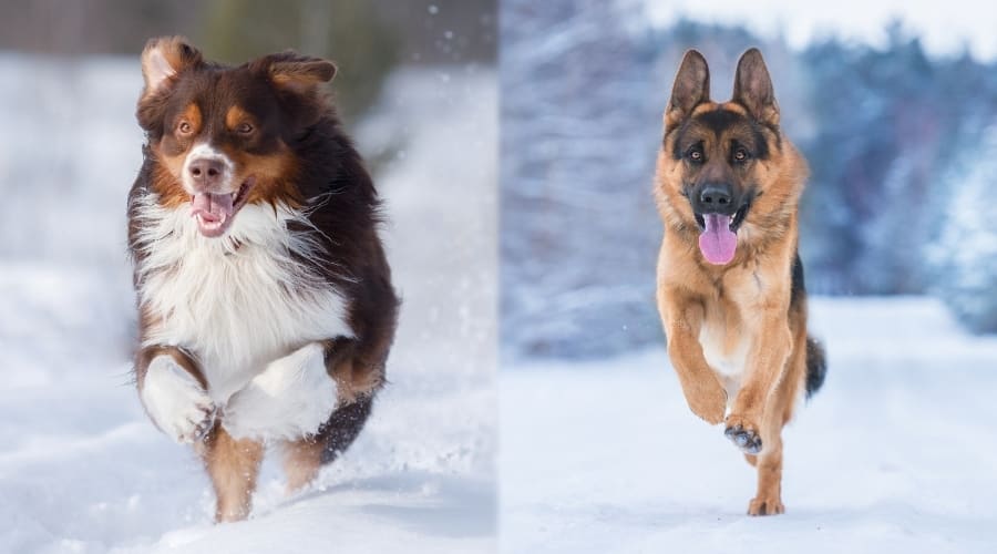 Two Long Haired Dogs Running in Snow