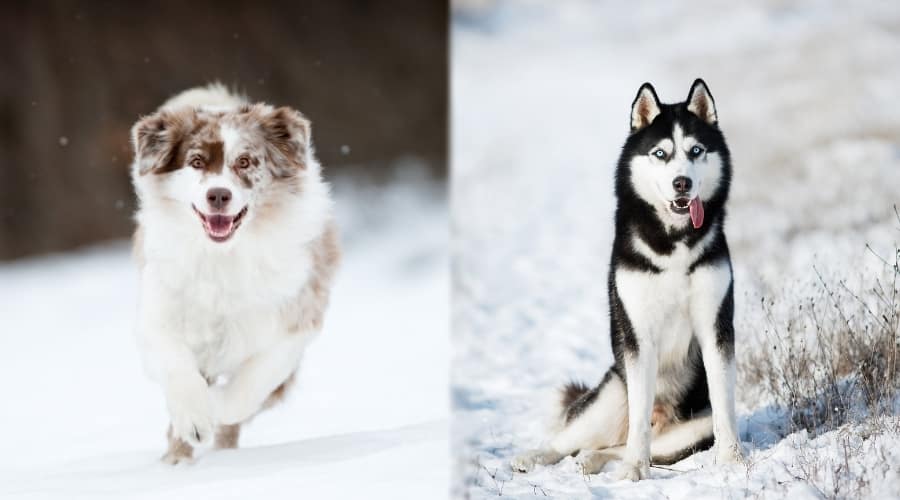Two Long Haired Dogs in Snow