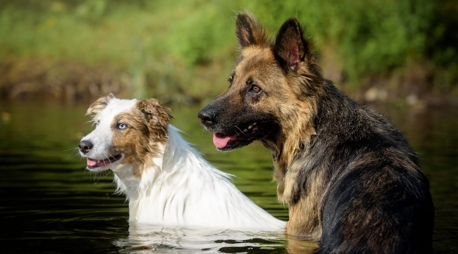 Two Long Haired Dogs in Water
