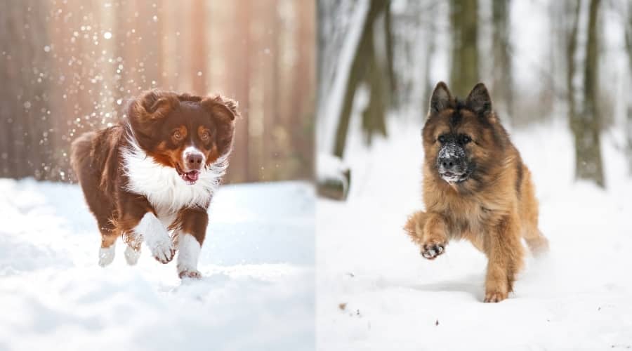 Two Long Haired Healthy Dogs Exercising in Snow