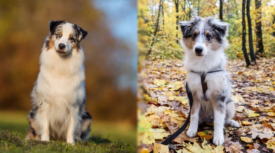 Two Merle Colored Dogs Outside
