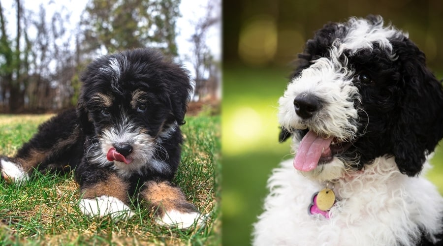 Two Multicolored Puppies Licking Lips