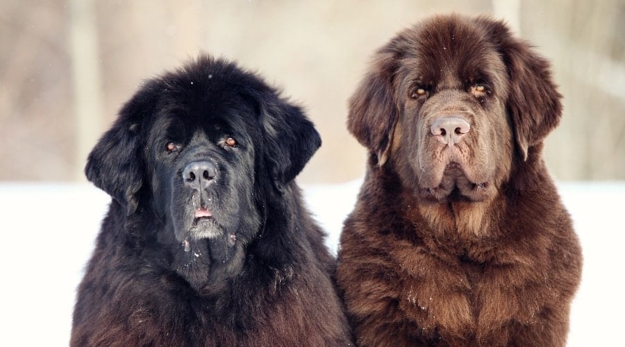 Two Newfoundland Dogs in Snow