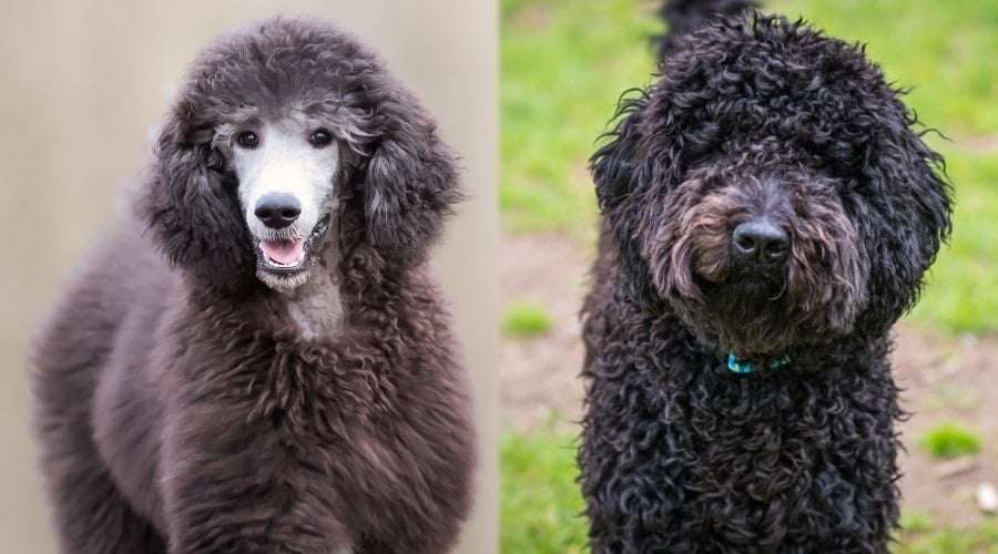 Two Older Healthy Dogs Outdoors