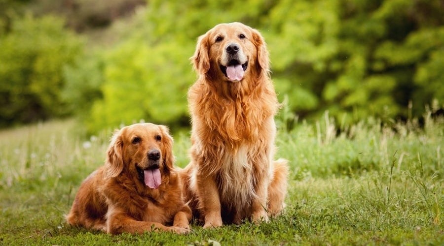 Two Golden Retrievers sitting outside with friendly expressions. 