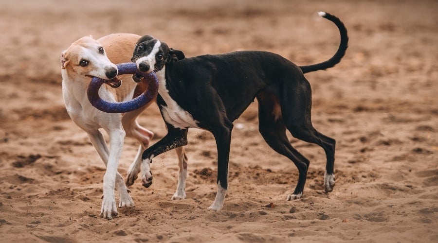 Two Playful Dogs Outdoors