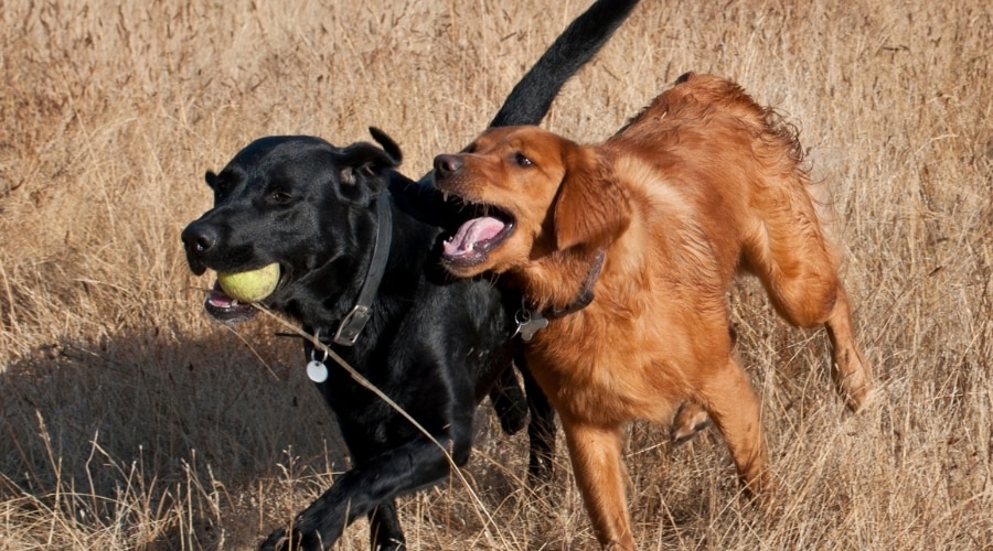 Two Playful Dogs Running in a Field