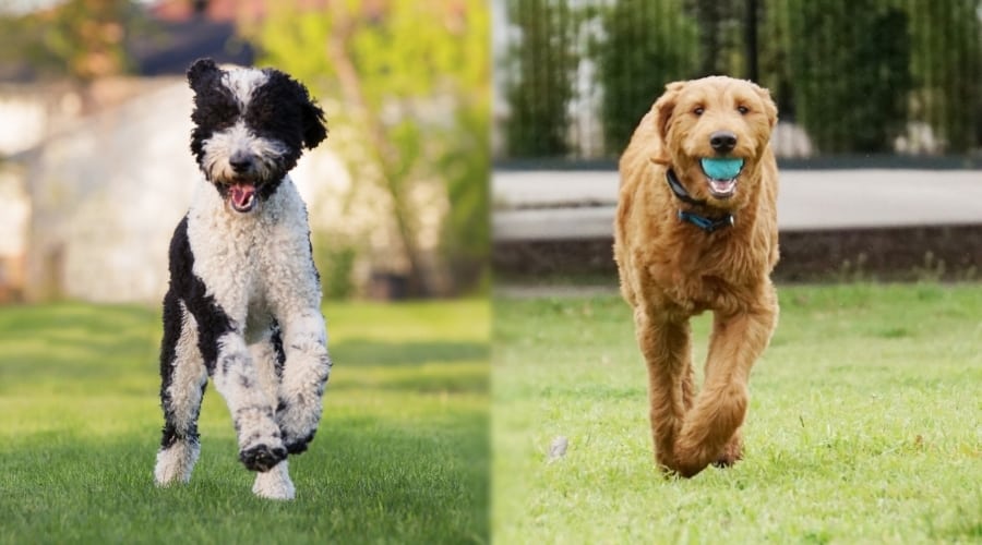 Two Playful Dogs at Parks
