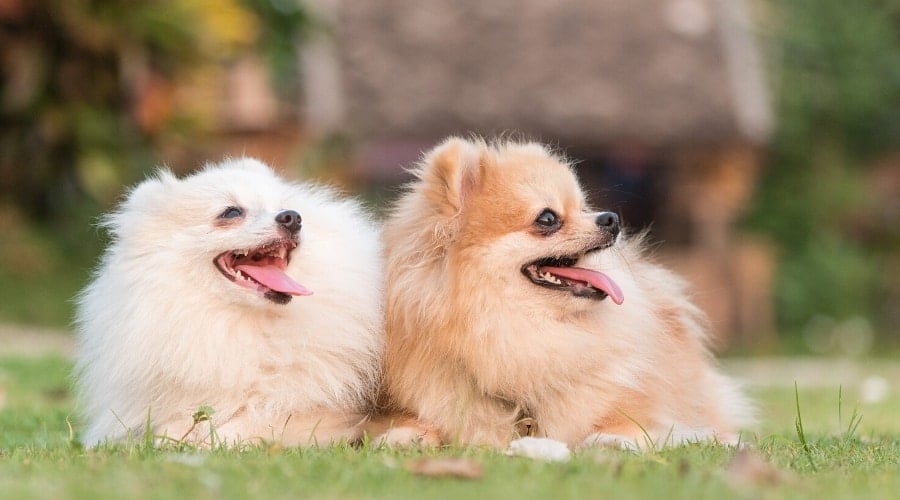 Two Pomeranians in Grass