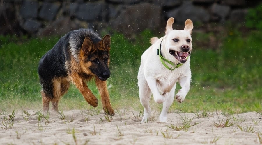 Two Popular Dog Breeds Running Outside