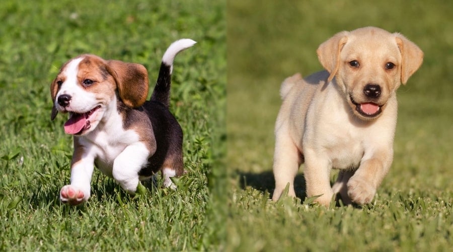 Two Puppies Playing Outside in Grass