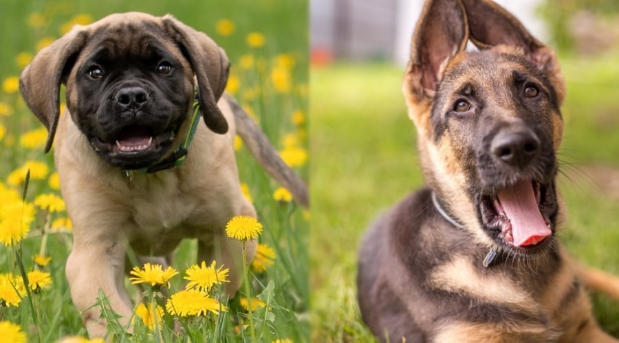 Two Puppies in Green Fields