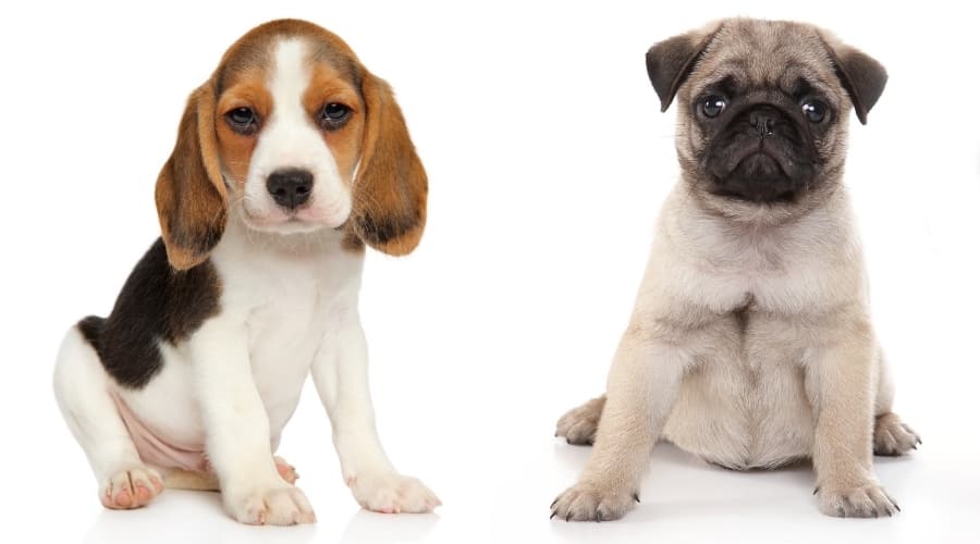 Two Puppy Dogs Sitting