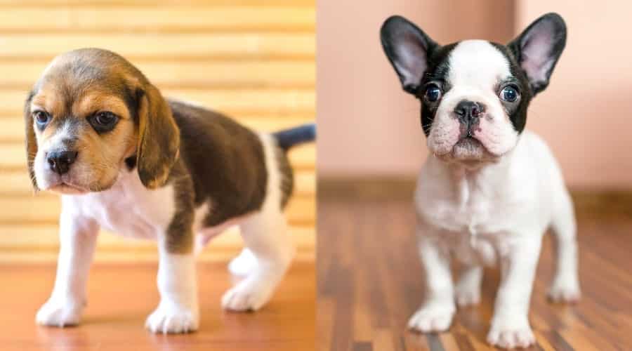 Two Puppy Dogs Standing