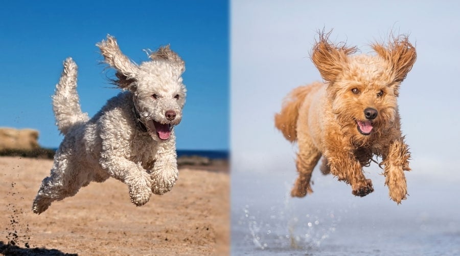 Two Pups Playing on Beach