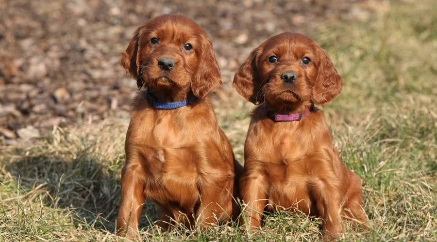 Two Red Coated Puppies in Field