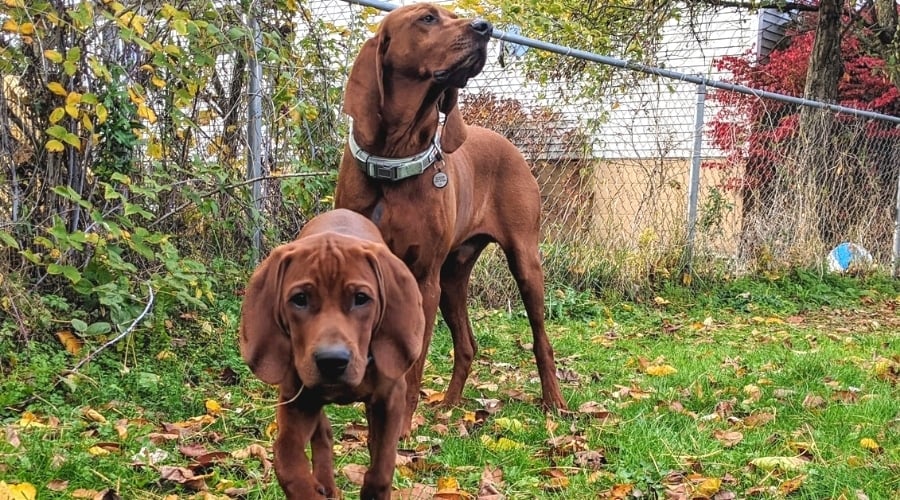 Two Red Dogs Exploring in a Yard